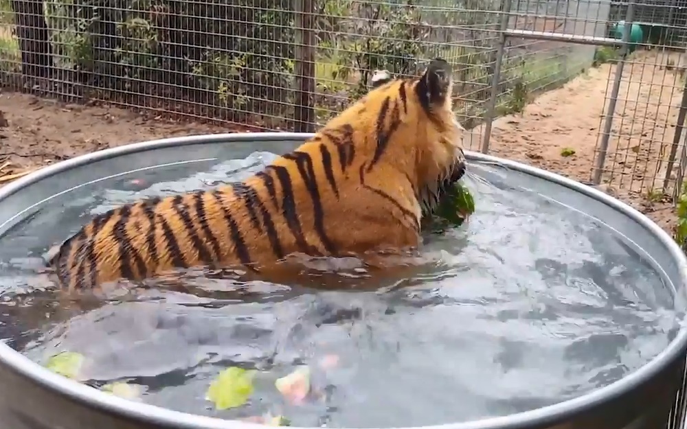 Hổ cái đáng yêu đầm mình trong bồn nước và chơi đùa với dưa hấu